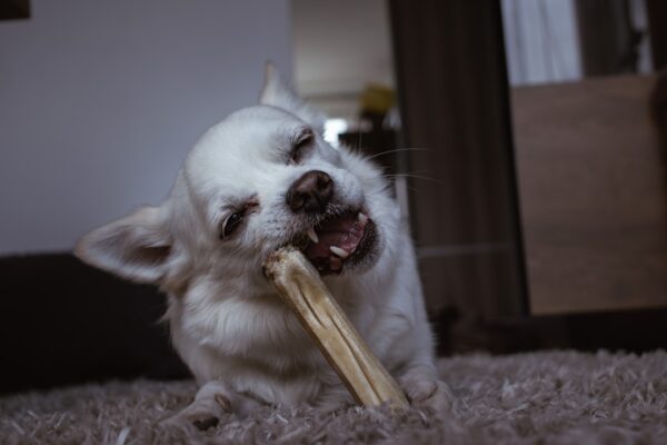 Optimal Ernæring for Din Hund: Vælg Det Rigtige Voksenfoder