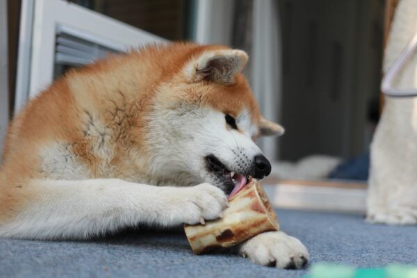 Forståelse og betydning af korrekt seniorfoder til din ældre hund